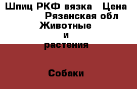 Шпиц РКФ вязка › Цена ­ 4 000 - Рязанская обл. Животные и растения » Собаки   